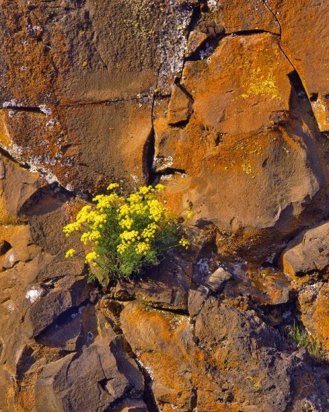 USA, Washington Lomatium flowers on basalt rocks